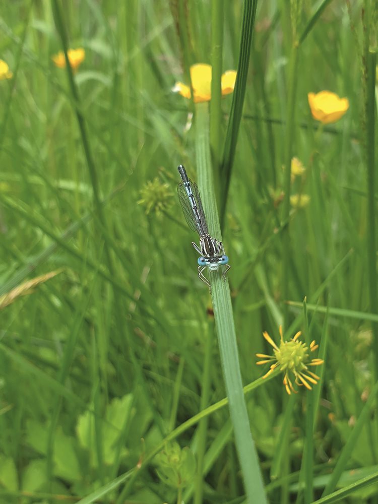 Biodiversitate pentru o planetă sănătoasă